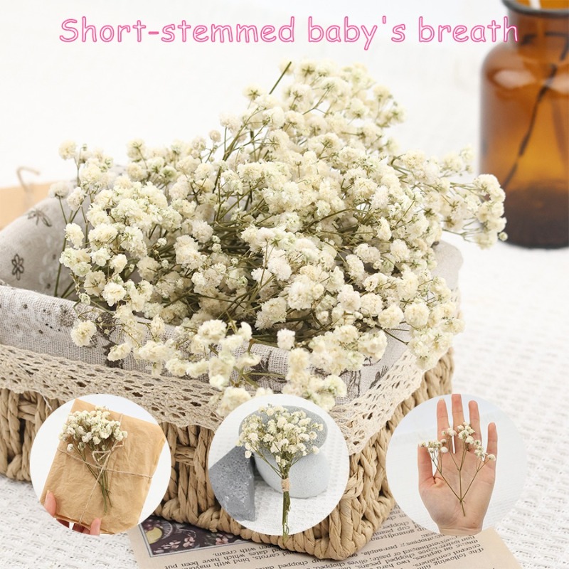 Florist Supply Vases - 50 Stück Natürliche Getrocknete Gypsophila-Baby's-Breath-Blumen, Konservierte