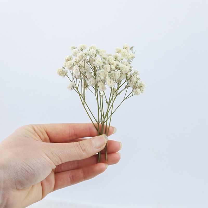 50 Stück Natürliche Getrocknet – Florist Supply Vases Bewertung und Preis